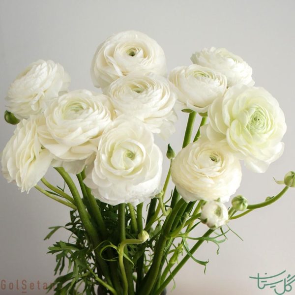 گل آلاله سفید Ranunculus