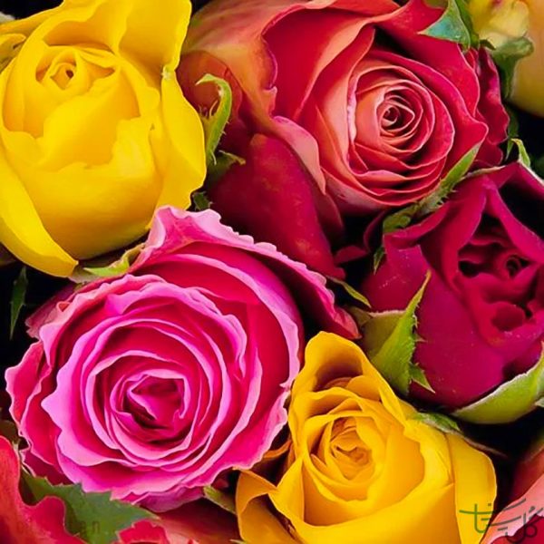 گل رز هلندی Rose