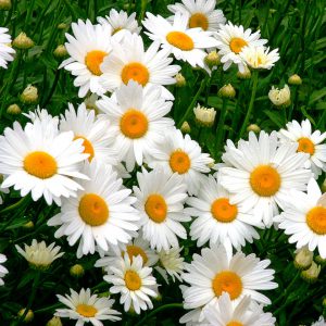 گل مارگاریت Shasta daisy