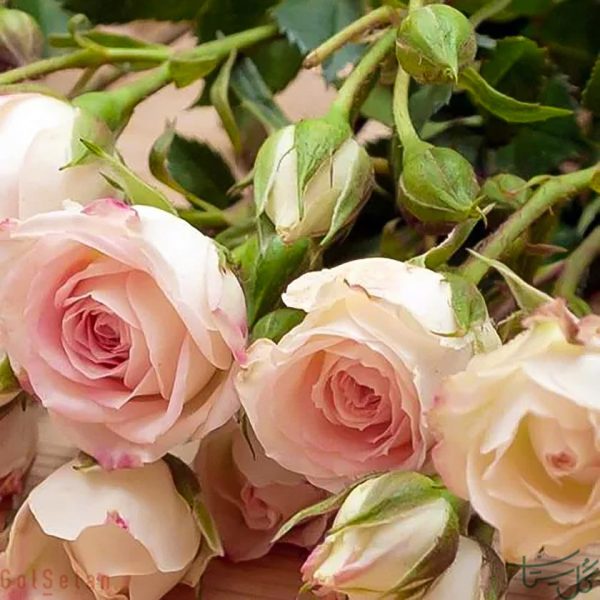 گل رز مینیاتوری خوشه ای SprayRose