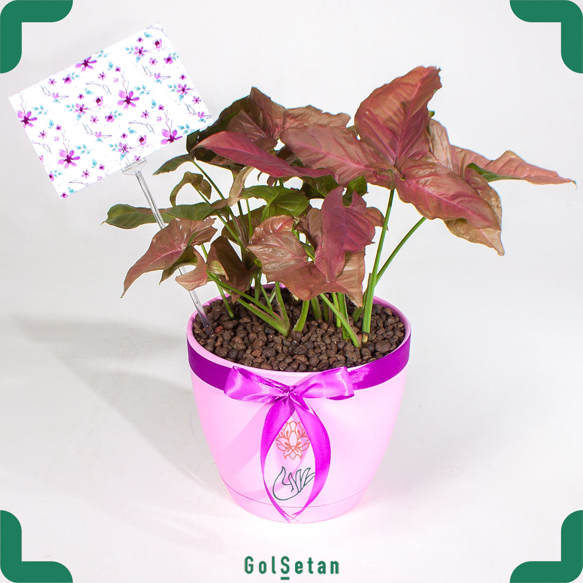 Syngonium گیاه آپارتمانی سینگونویم صورتی با گلدان