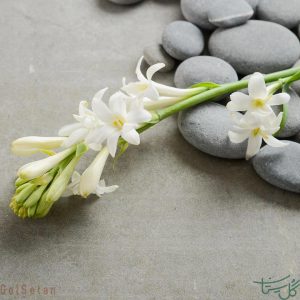 گل مریم معطر Tuberose