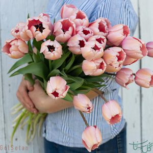 گل لاله هلندی Tulips