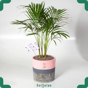 گیاه نخل کنتیا یا نخل بهشتی