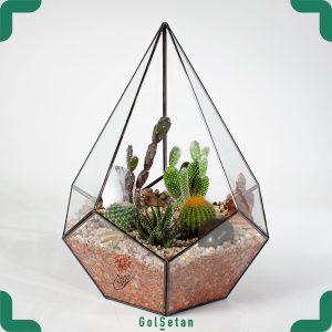خرید تراریوم باز کاکتوس یا گلدان شیشه ای