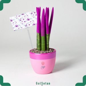 گیاه آپارتمانی سانسوریا رنگی بنفش