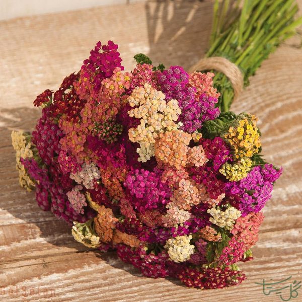 گل آچیلا Achillea