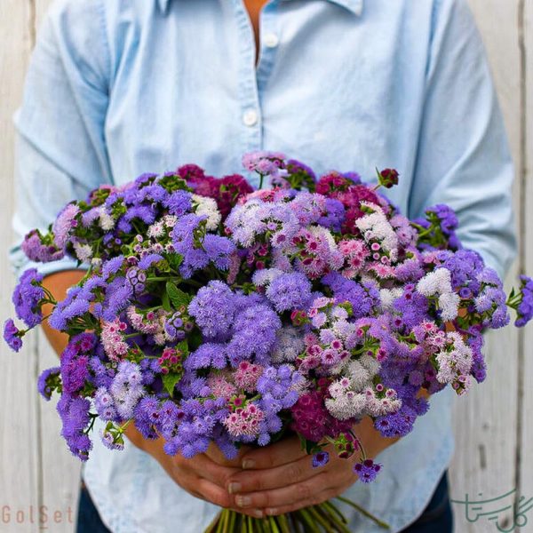 گل ابری Ageratum