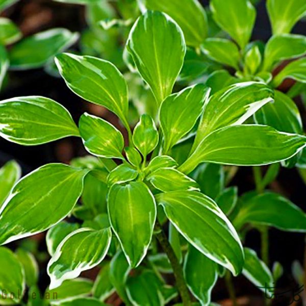 برگ آلسترومریا Alstroemeria