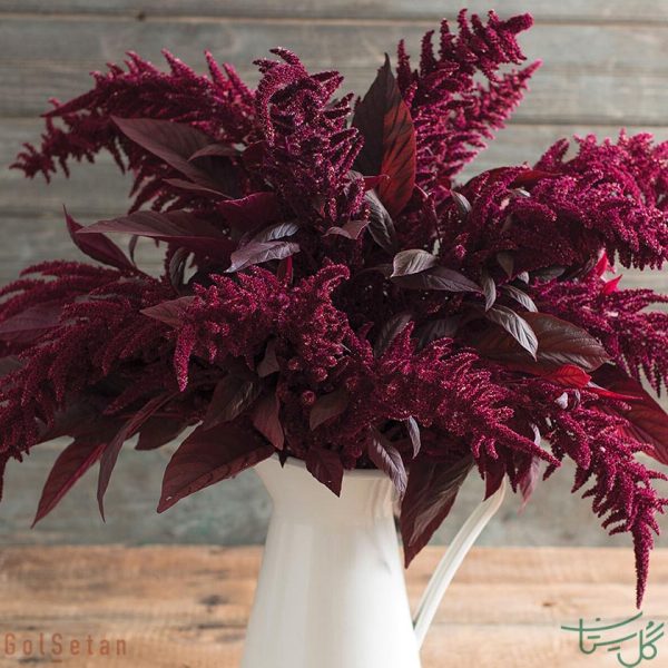 گل آمارانتوس /تاج خروس Amaranthus