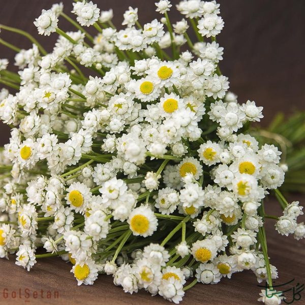 گل بالدار جاودانی Ammobium
