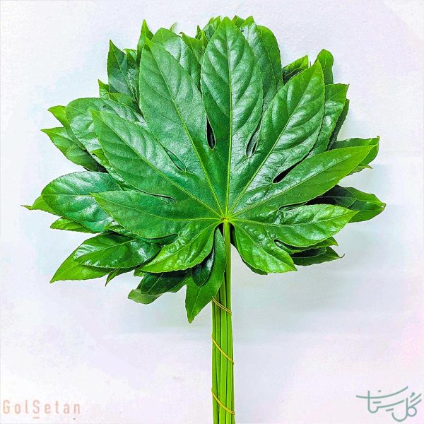 برگ آرالیا Aralia (Fatsia Japonica)