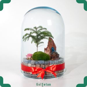 تراریوم کاج مینیاتور