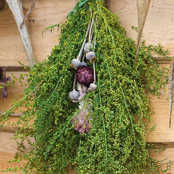 گل درمنه Artemisia ( Sweet Annie )