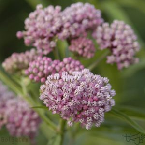 گل علف پروانه Asclepias ( Butterfly Weed )