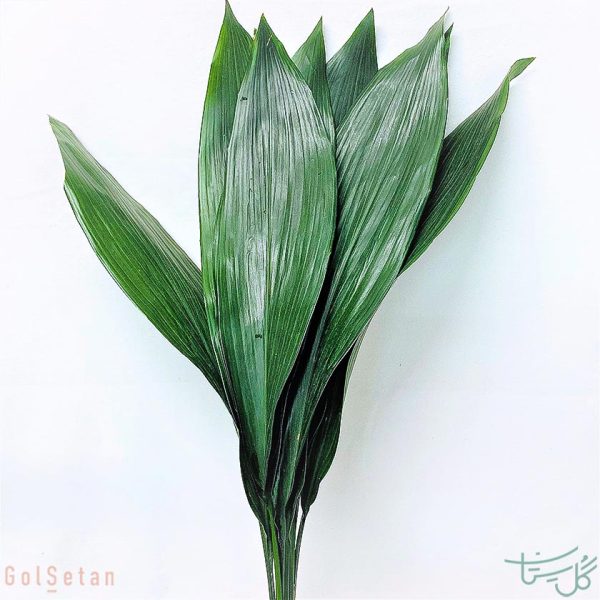 برگ عبایی Aspidistra elatior