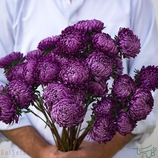 گل استر یا مینا Aster