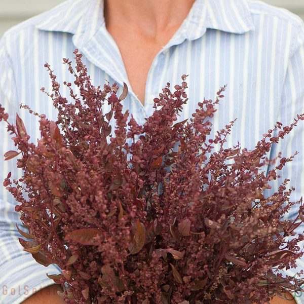 گل آتریپلکس/اسفناج وحشی Atriplex