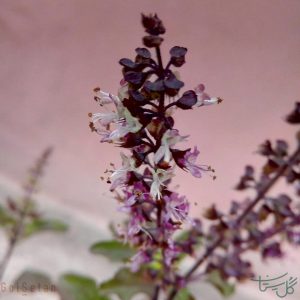 گل ریحان خوراکی Basil