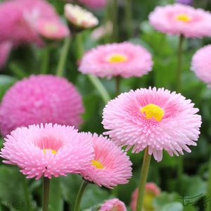 گل مروارید Bellis