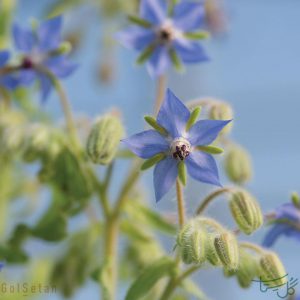 گل گاو زبان Borage