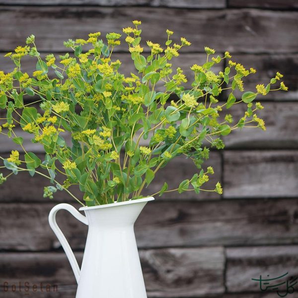 گل شاخه بریده چترگندمی Bupleurum