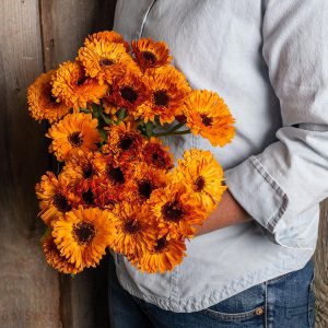 گل همیشه بهار Calendula officinalis