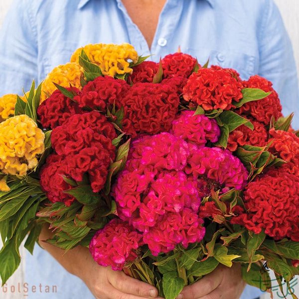 گل تاج خروس Celosia cristata
