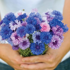 گل گندم Centaurea ( Bachelor's Button )
