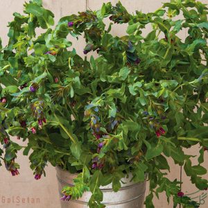 گل عسلی Cerinthe