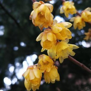 گل یخ Chimonanthus