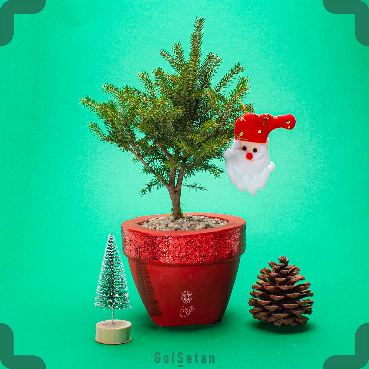 Christmas-pine-plant گیاه کریسمس به نام کاج نوئل
