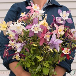 گل کلمباین یا تاج الملوک Columbine