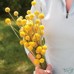 گل کراسپدیا یا توپ خورشید Craspedia ( Drumstick Flower )