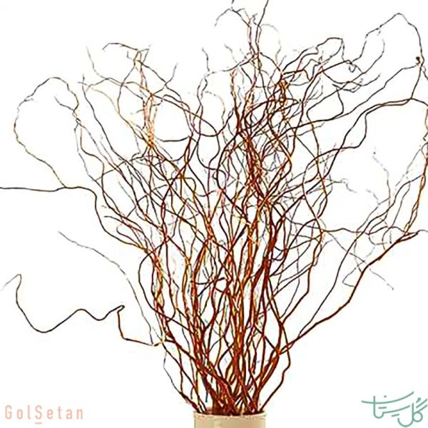 شاخه بید چینی Curly Willow