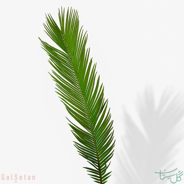 برگ سیکاس Cycas