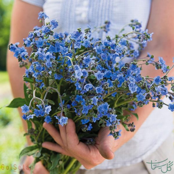 گل طبیعی سگ زبان Cynoglossum