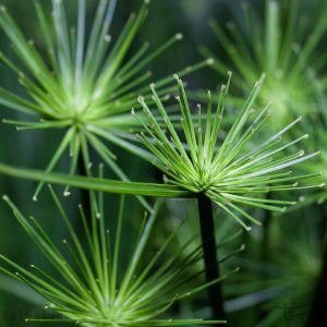 نخل مرداب Cyperus alternifolius