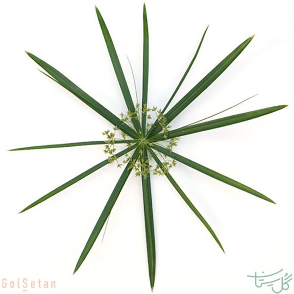 برگ نخل مرداب Cyperus alternifolius/umbrella palm