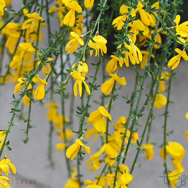 گل جارویی Cytisus scoparius