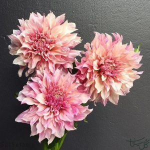 گل کوکب Dahlia