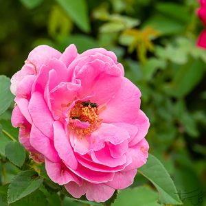محمدی صورتی ایرانی Damask rose