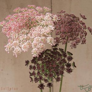 گل هویج وحشی Daucus carota
