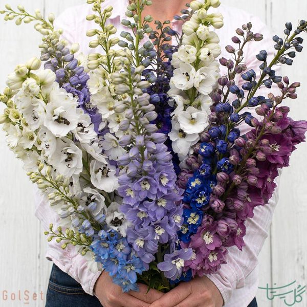 گل زبان در قفا Delphinium