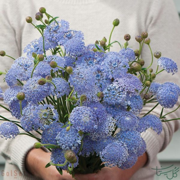 گل توری آبی / آبی تیزی Didiscus