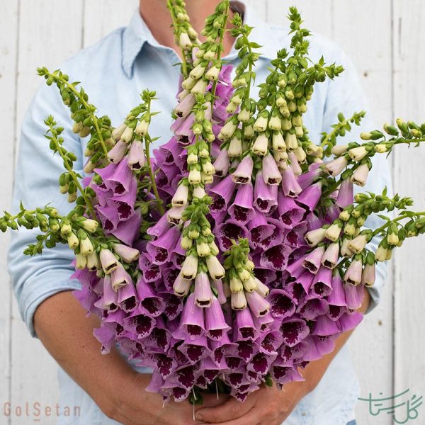 گل انگشتانه Digitalis Foxglove