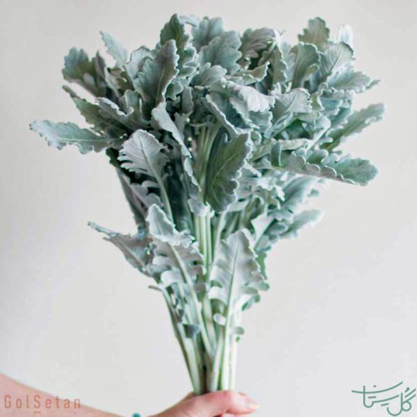 برگ گل ابری نقره ای Dusty Miller