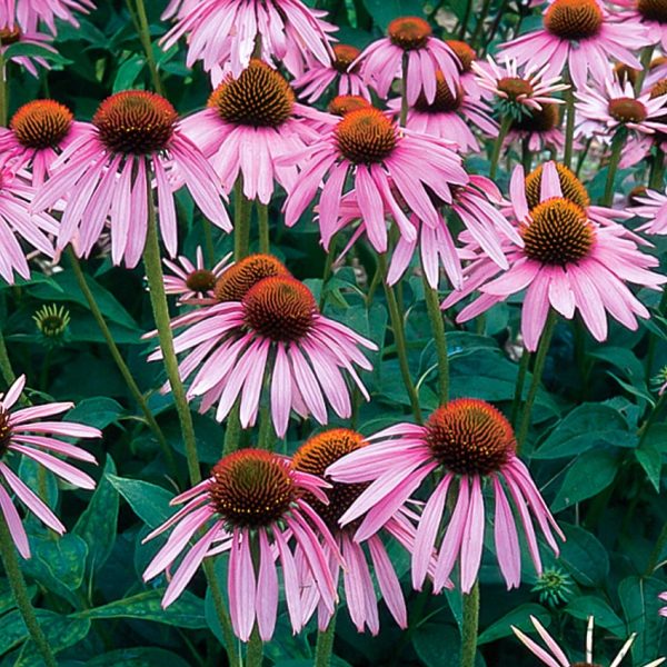 گل زیبای اکیناسه/سرخارگل Echinacea ( Coneflower )