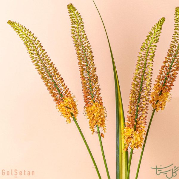 گل سریش Eremurus