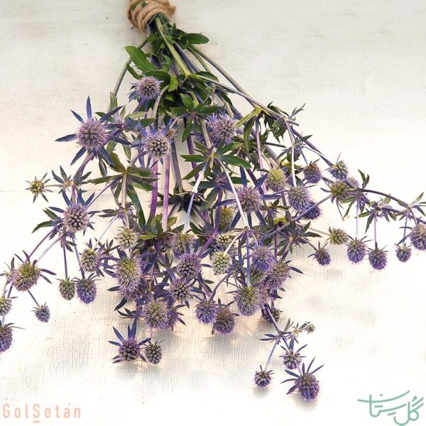 گل بوقناق Eryngium